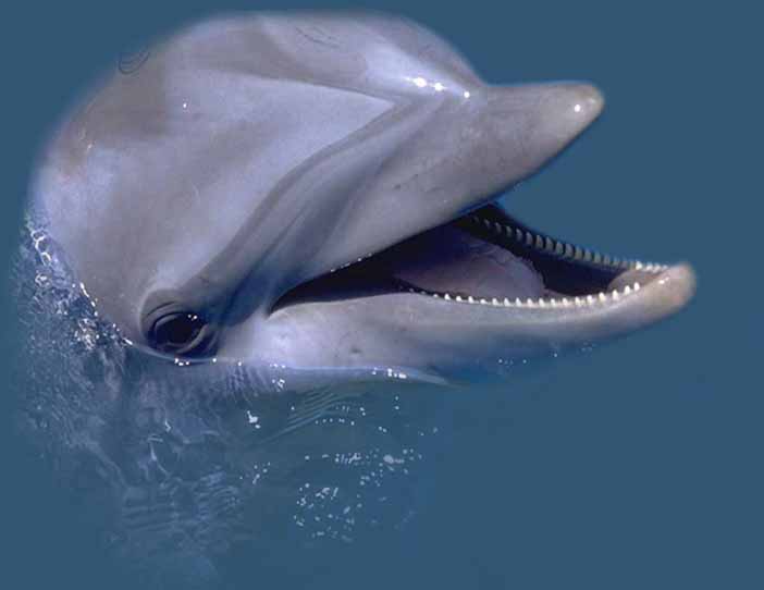 Скачать бесплатно mp3 дельфин